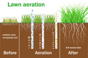 Core aeration deals and seeding