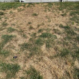 photo of dry grass that needs seeding