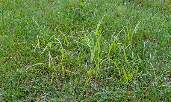 Nutsedge vs Crabgrass | Teed & Brown