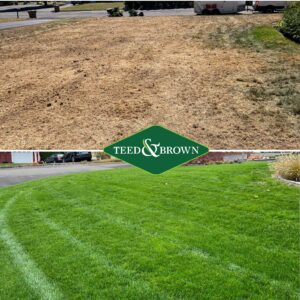 Teed & Brown before and after lawn care.