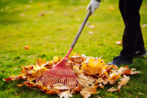 Person raking colorful autumn leaves on a green lawn during a fall lawn care routine to prepare for winter.